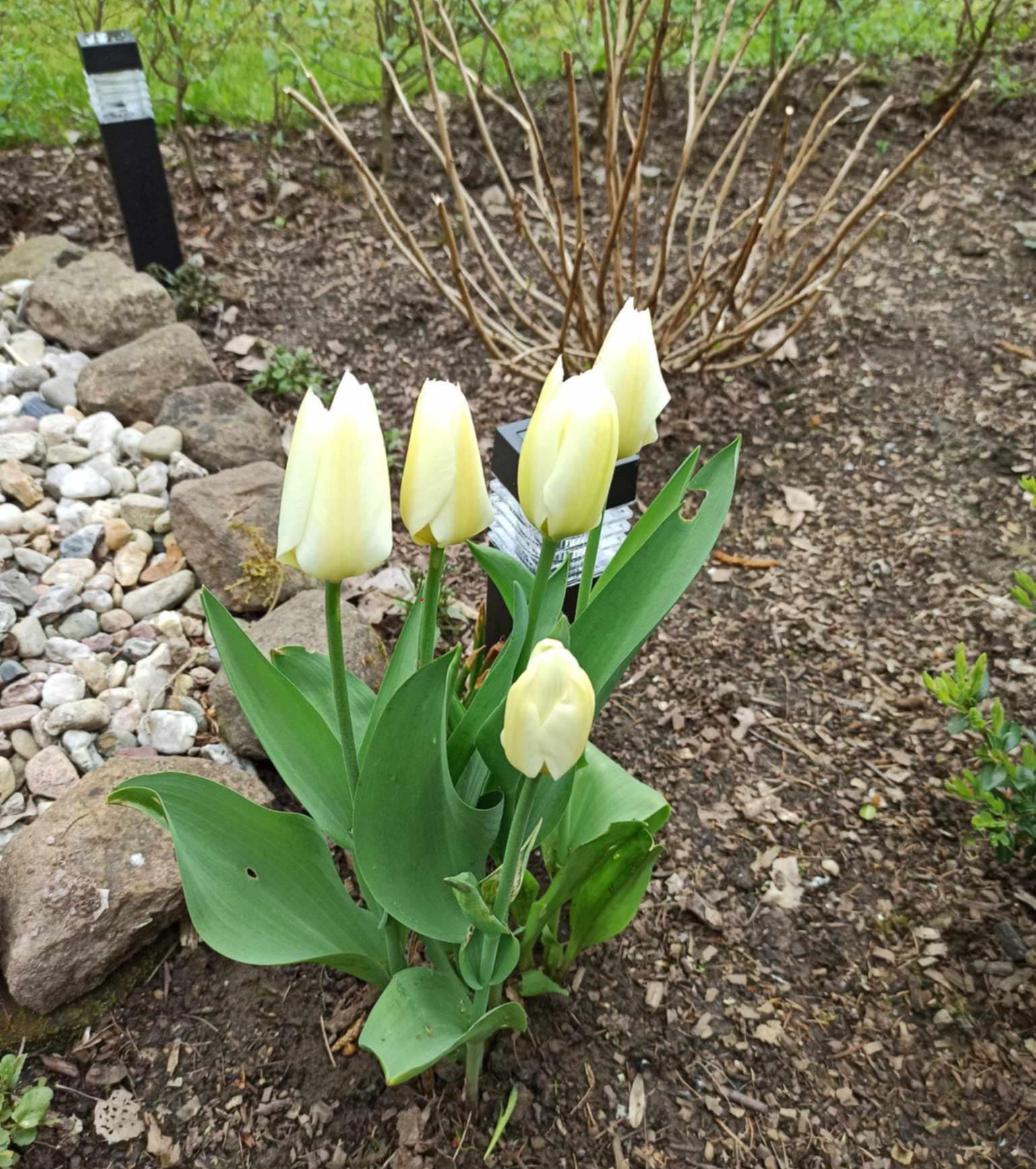 Mesiho žížalí čaj - tulipány